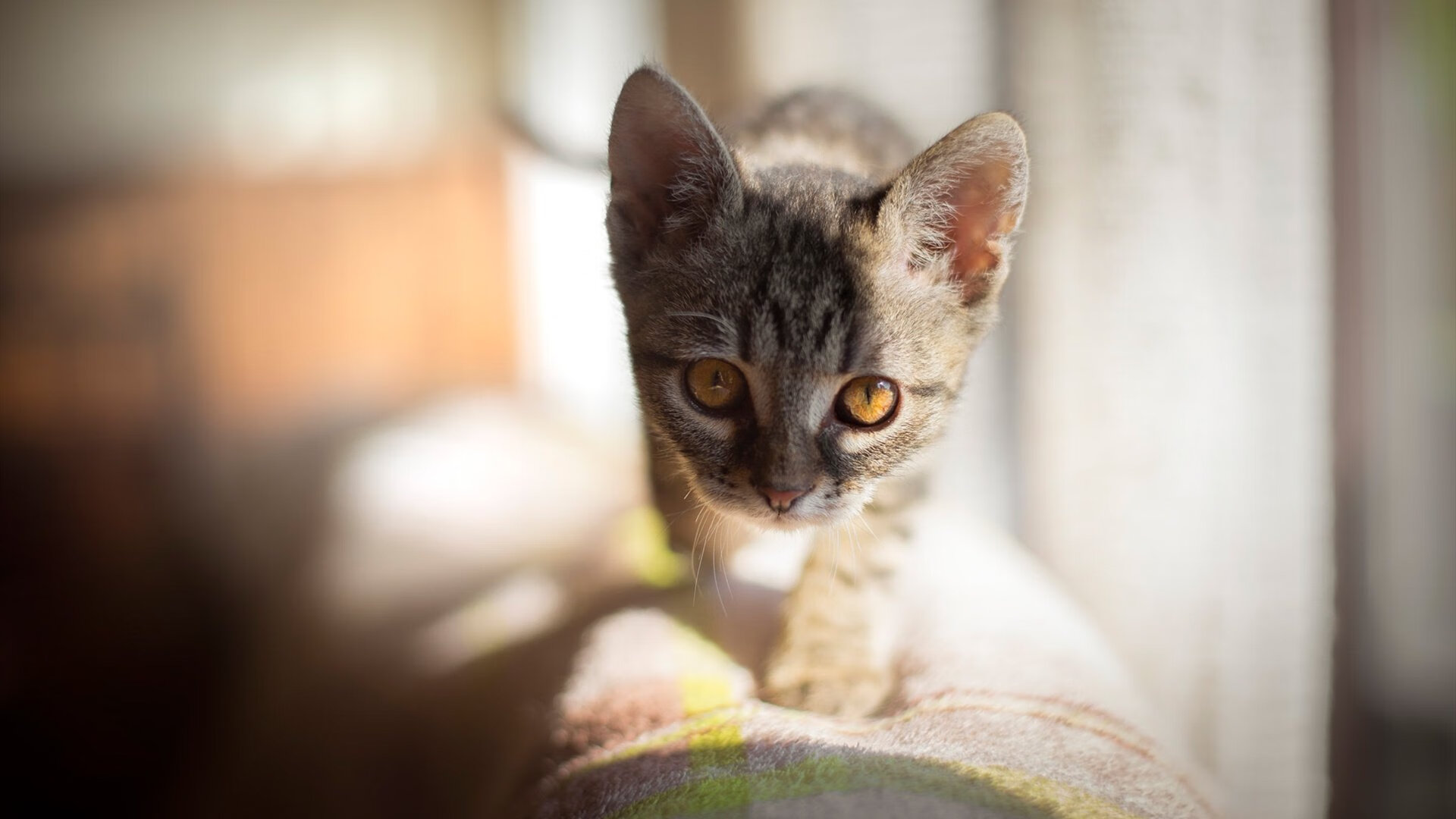 当撒哈拉遇到安第斯,法比尼奥的魔法点燃夜空