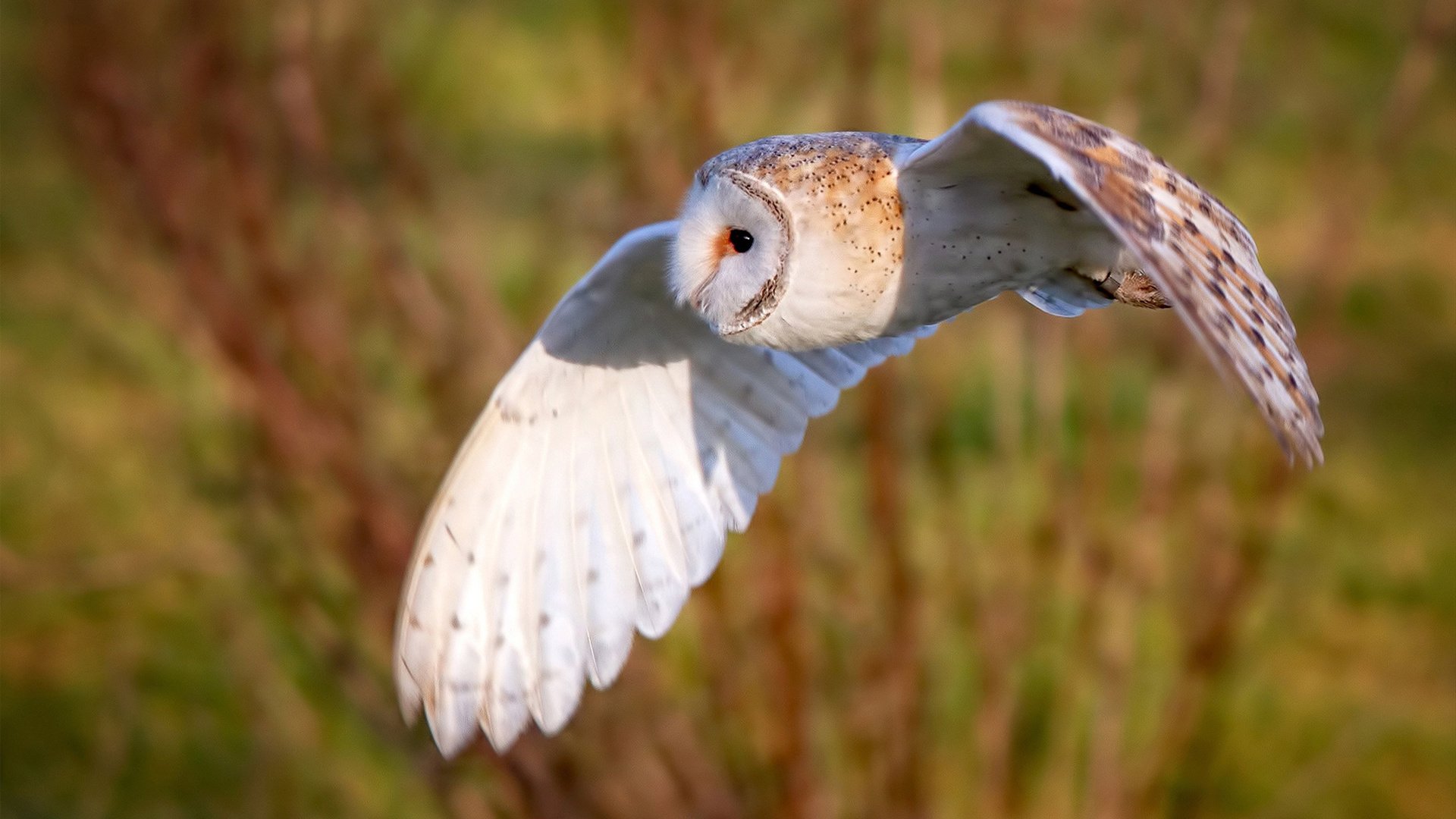 欧战双雄并起,曼城关键战突围拉齐奥,萨拉赫进攻端无人可挡