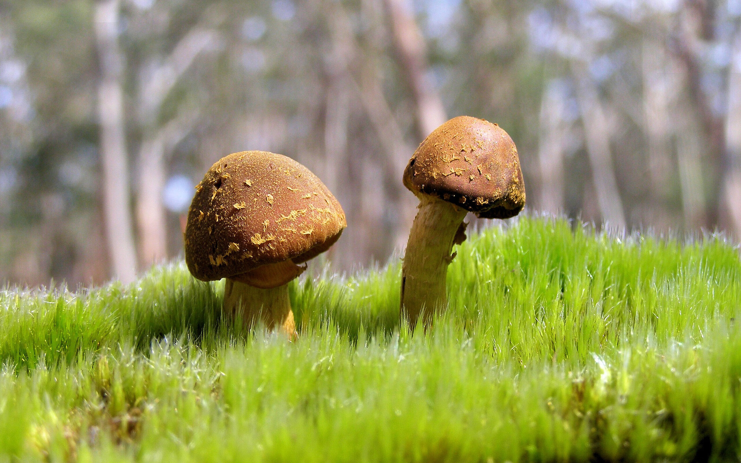 年度焦点之战之夜,拉梅洛稳定输出,铸就不败传奇